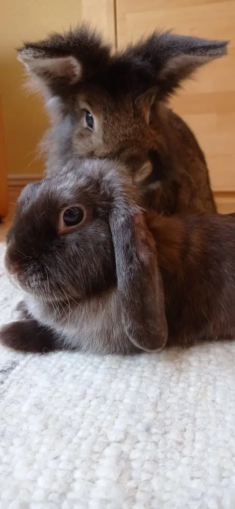 Andachtsbild von Jean, Lars und Erbse