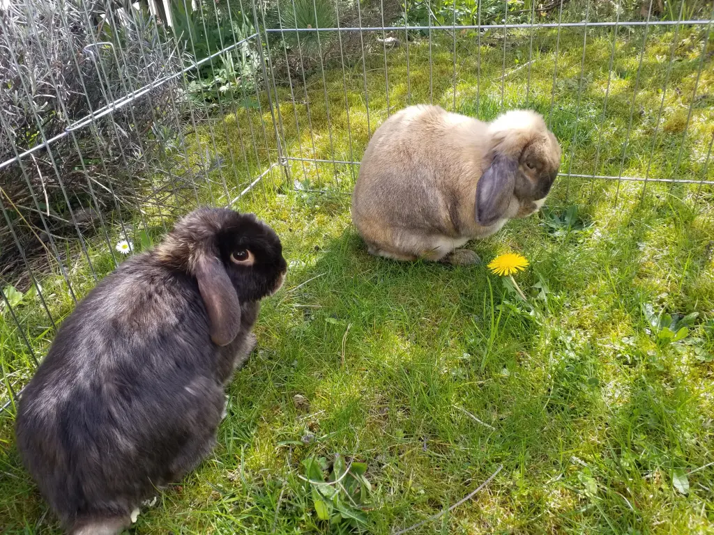 Andachtsbild von Anja mit Peppino und Serafina (Zwergkaninchen)