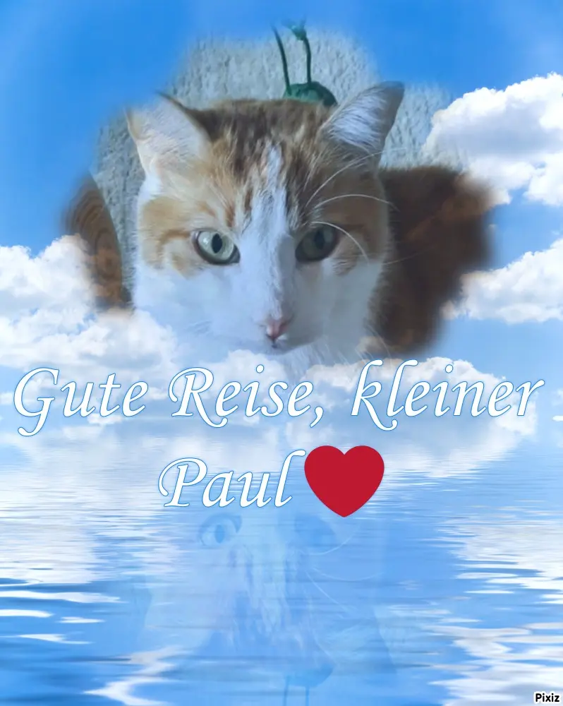 Condolence image of Tanja mit Timmy im Herzen 