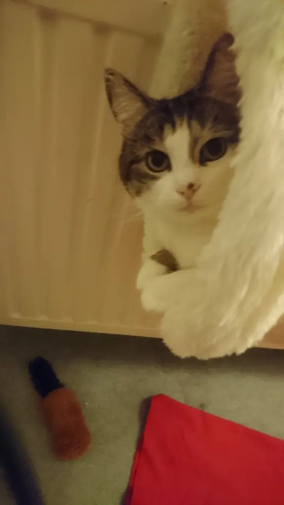 Condolence image of Manuel und Sabrina mit Zeila tief im Herzen 