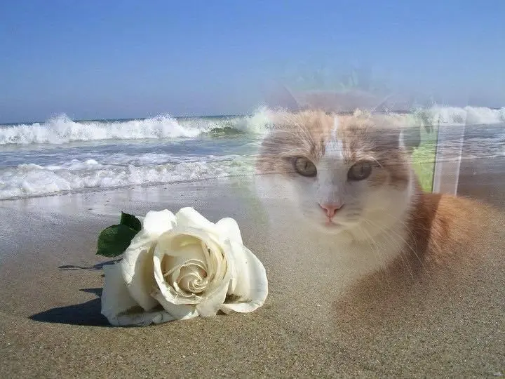 Condolence image of Guten Morgen❤️❤️❤️❤️❤️❤️Susse❤️❤️❤️Mauschen❤️⭐️