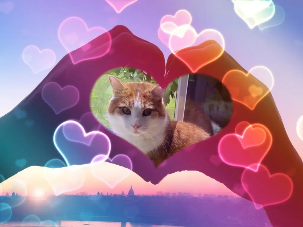 Condolence image of Rosenchen❤️❤️❤️❤️❤️❤️fur Paulchen❤️⭐️