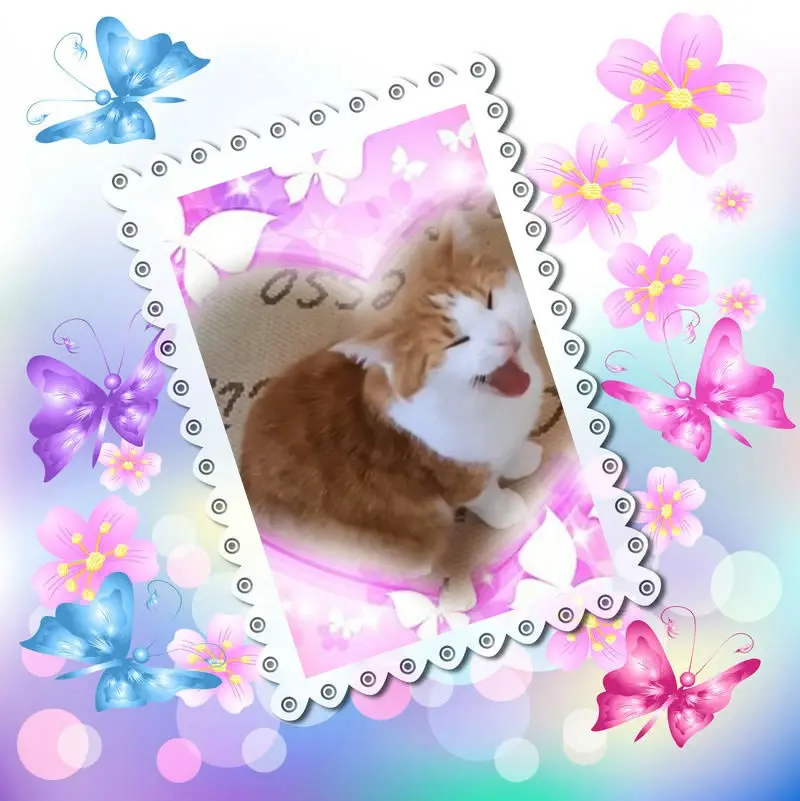 Condolence image of Fur Pauli❤️⭐️