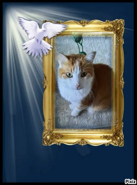 Condolence image of Tanja mit Timmy im Herzen 