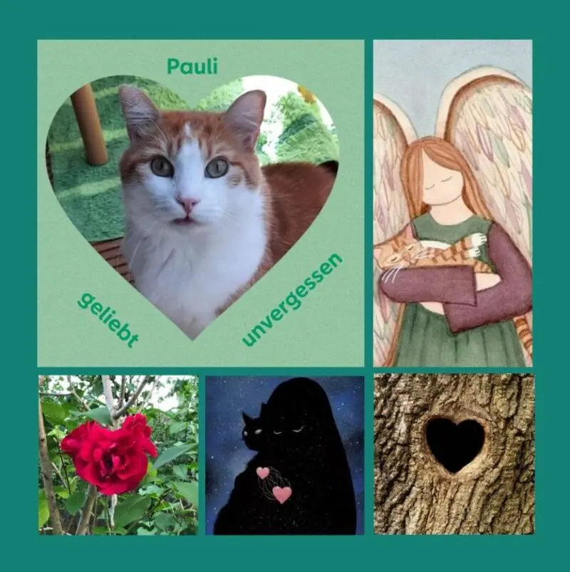 Condolence image of Sonntagsrosen für Paulemanni