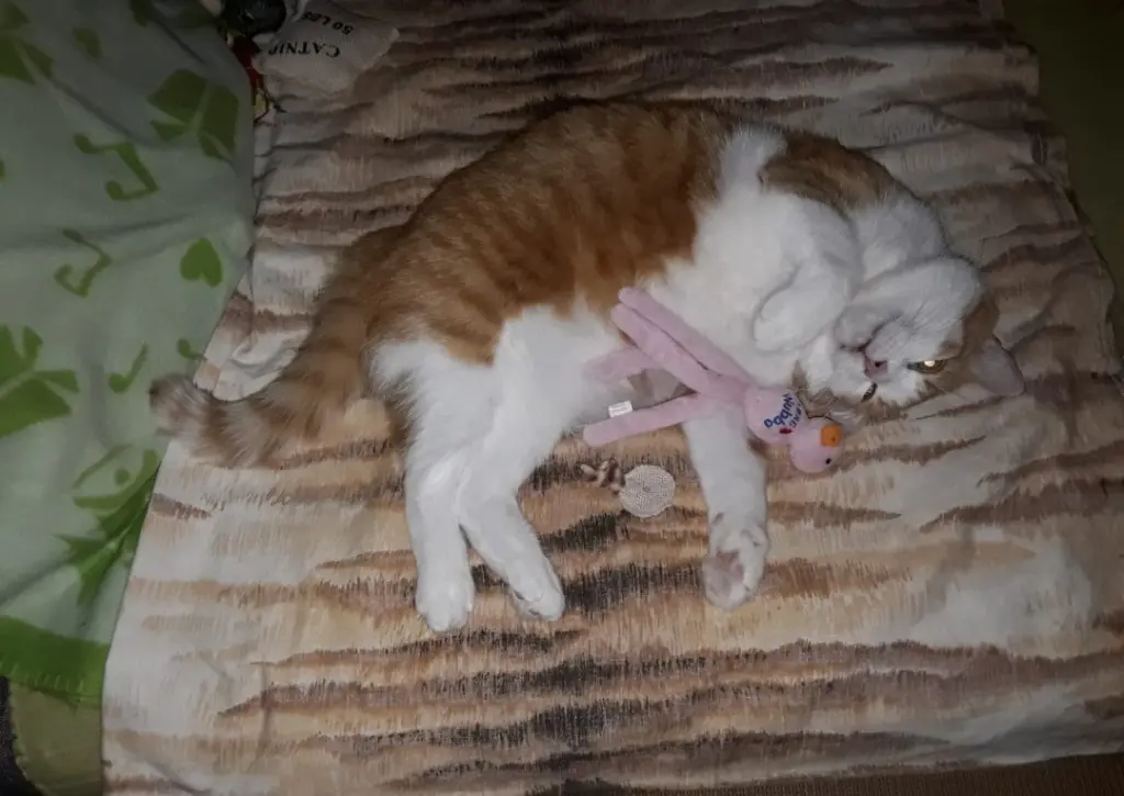 Condolence image of ❤️7 Wo❤️Deine Mutti und deine Oma ❤️