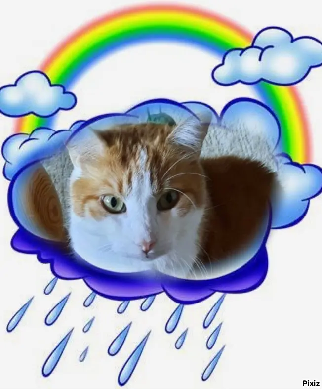 Condolence image of Tanja mit Timmy im Herzen