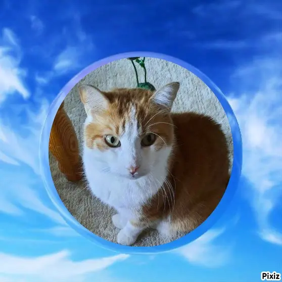 Condolence image of Tanja mit Timmy im Herzen 