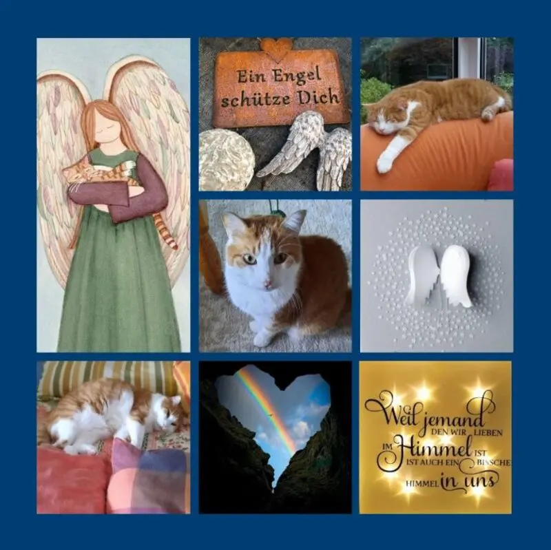 Condolence image of Sommerrosen für Pauli 