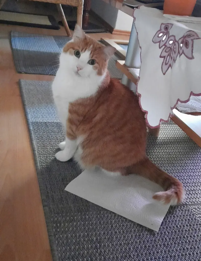 Condolence image of ❤️13 Wo❤️Deine Mutti und deine Oma ❤️ 