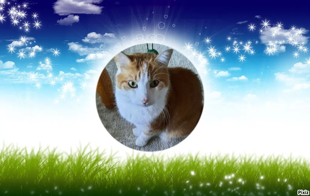 Condolence image of Tanja mit Timmy im Herzen 