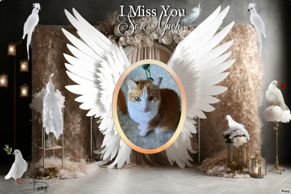 Condolence image of Tanja mit Timmy im Herzen 