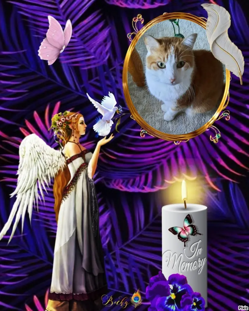 Condolence image of Tanja mit Timmy im Herzen