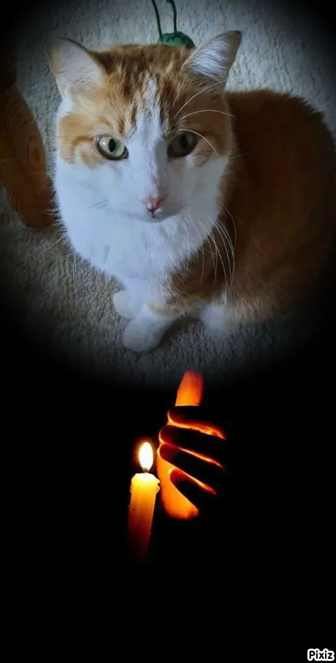 Condolence image of Tanja mit Timmy im Herzen 