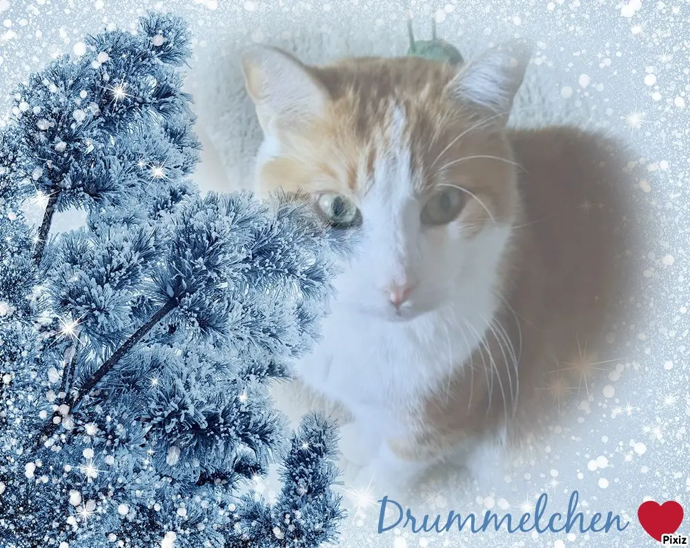 Condolence image of Tanja mit Timmy im Herzen 