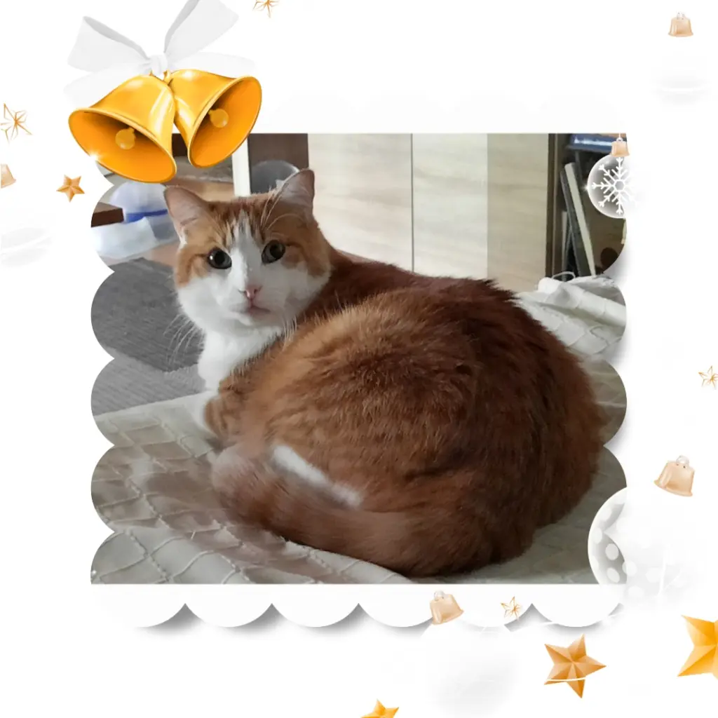 Condolence image of ❤️Frohe Weihnachten Pauli ❤️