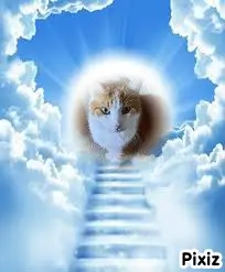 Condolence image of Tanja mit Timmy im Herzen 