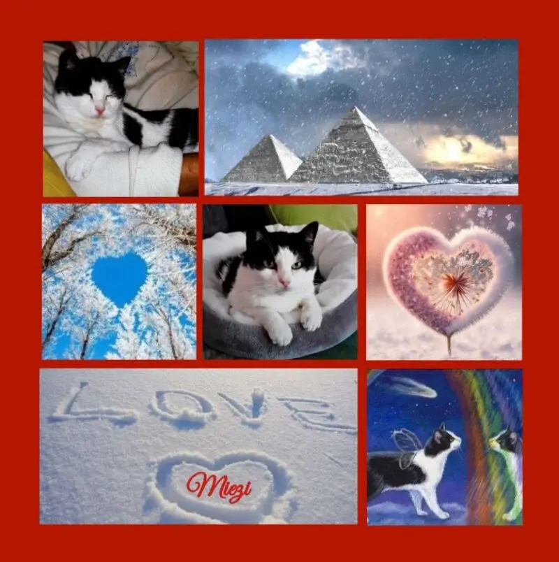 Condolence image of Eine Schneerose für Pauli 