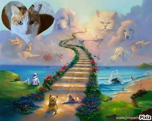 Condolence image of Tanja mit Timmy im Herzen 