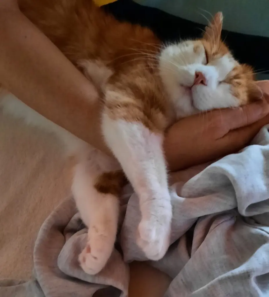 Condolence image of ❤️10 Mo❤️Deine Mutti und deine Oma ❤️