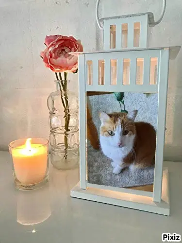 Condolence image of Tanja mit Timmy im Herzen