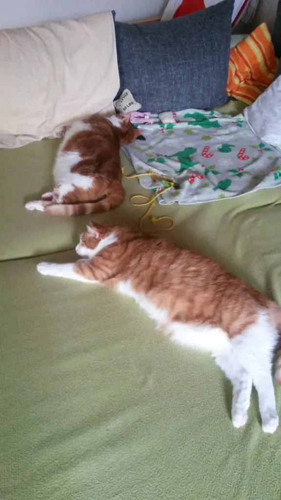 Condolence image of ❤️48 Wo❤️Deine Mutti und deine Oma ❤️ 