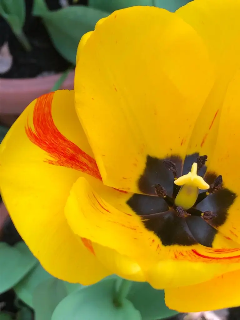 Condolence image of Eine Sonnenrose für Pauli