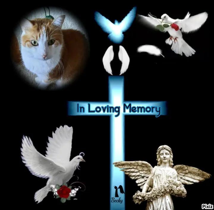 Condolence image of Tanja mit Timmy im Herzen