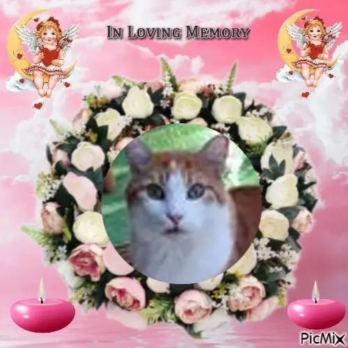 Condolence image of 1.Sternchen❤️ Gedenktag❤️