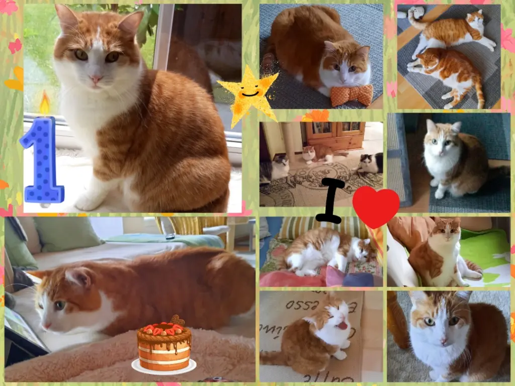 Condolence image of ❤️1. Sternchengeburtstag Paulimanni ❤️