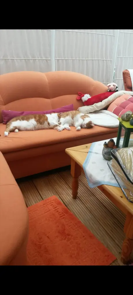 Condolence image of ❤️56 Wo ❤️Deine Mutti und deine Oma ❤️ 