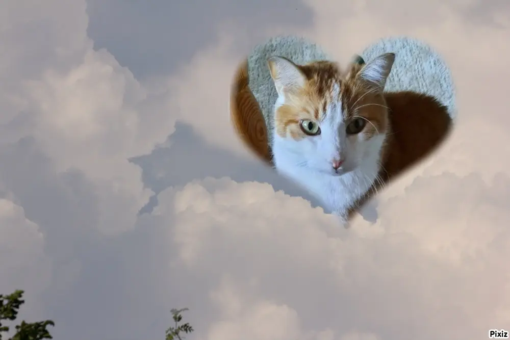 Condolence image of Tanja mit Timmy im Herzen 