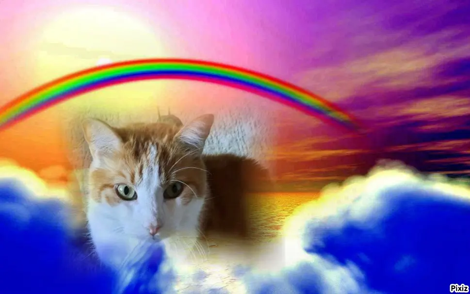 Condolence image of Tanja mit Timmy im Herzen 