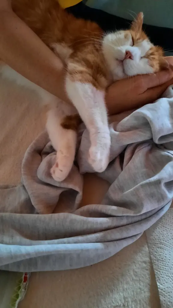 Condolence image of ❤️Deine Mutti und deine Oma ❤️ 