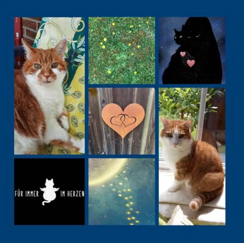 Condolence image of Ein Sommerröschen für Paul