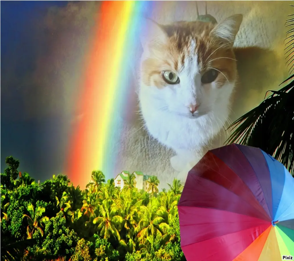 Condolence image of Tanja mit Timmy im Herzen