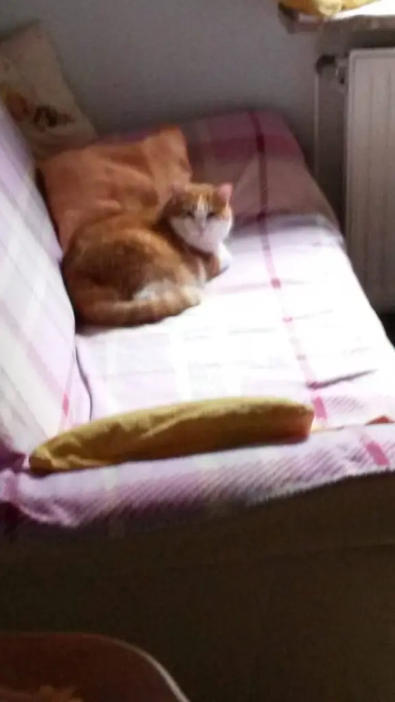 Condolence image of ❤️65 Wo❤️Deine Mutti und deine Oma ❤️ 