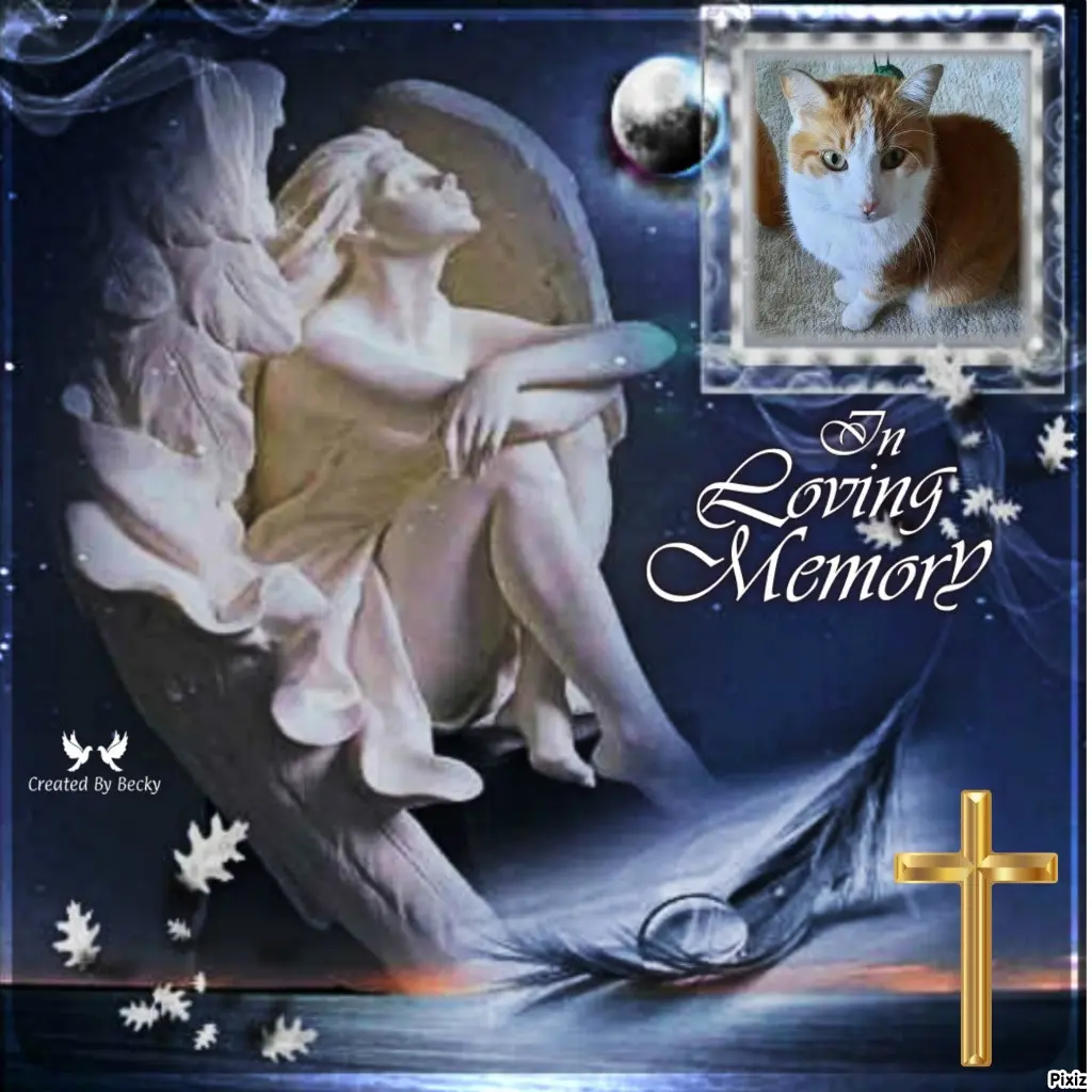 Condolence image of Tanja mit Timmy im Herzen 