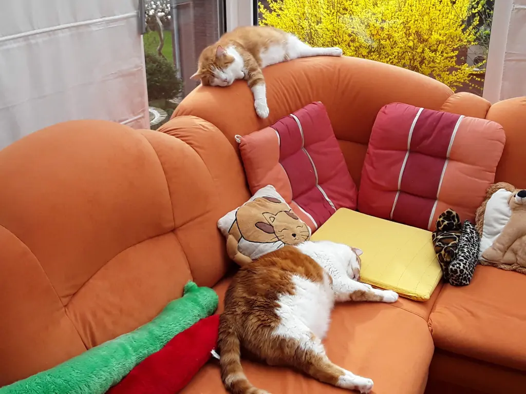 Condolence image of ❤️16 Mo❤️Drummelchen Sternchen ❤️