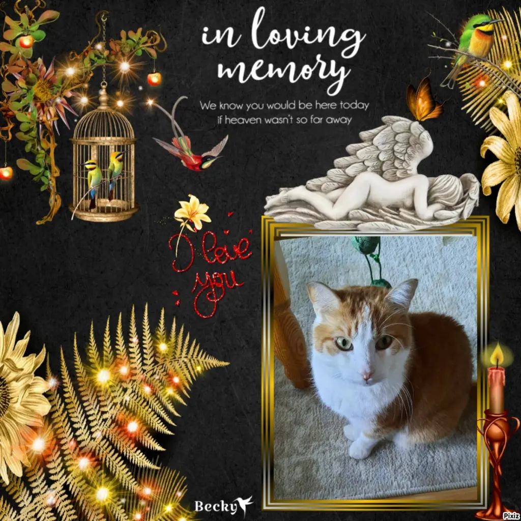 Condolence image of Tanja mit Timmy im Herzen 