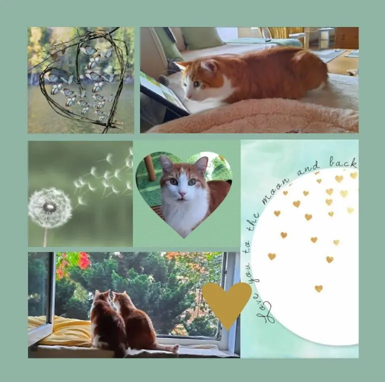 Condolence image of Sonntagsrosen für Pauli