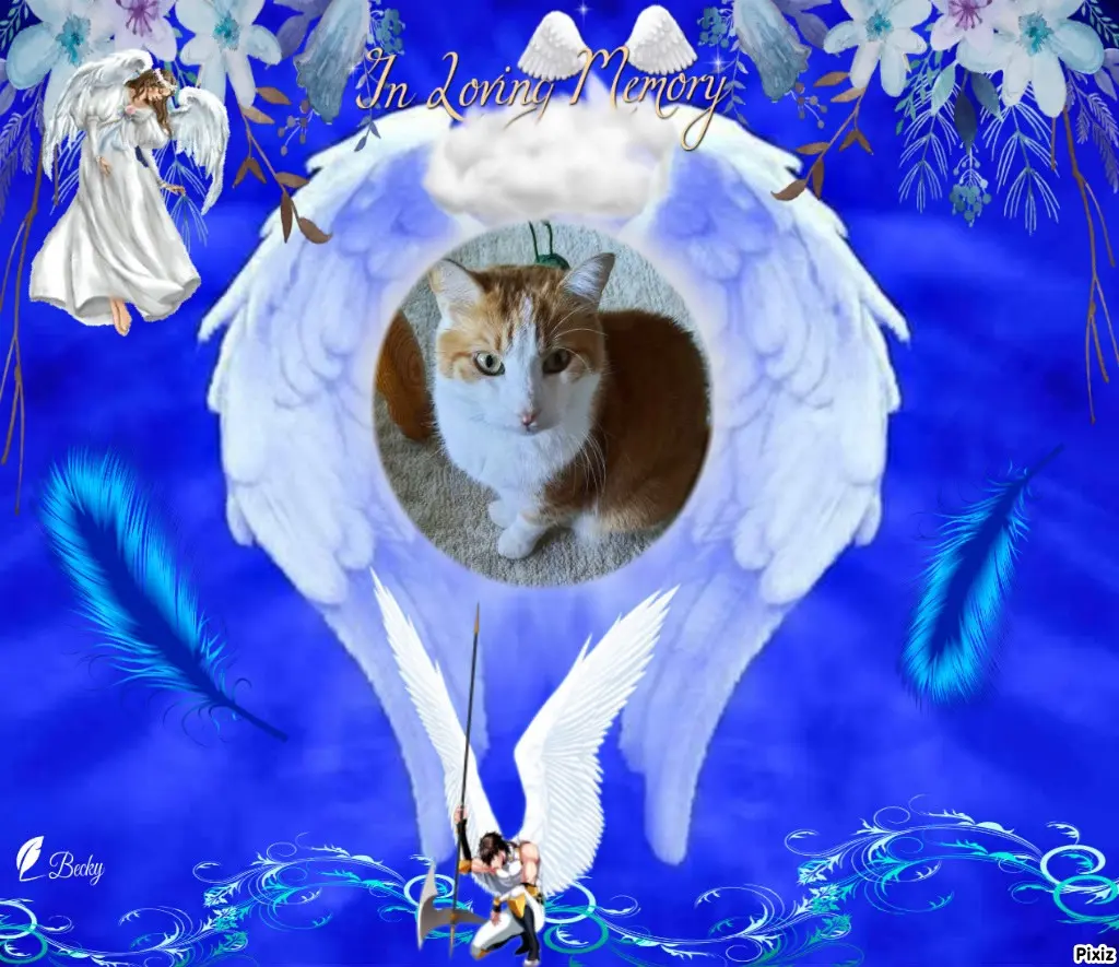 Condolence image of Tanja mit Timmy im Herzen