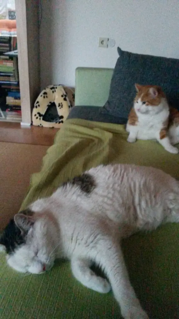 Condolence image of ❤️80 Wo❤️Deine Mutti und deine Oma ❤️ 