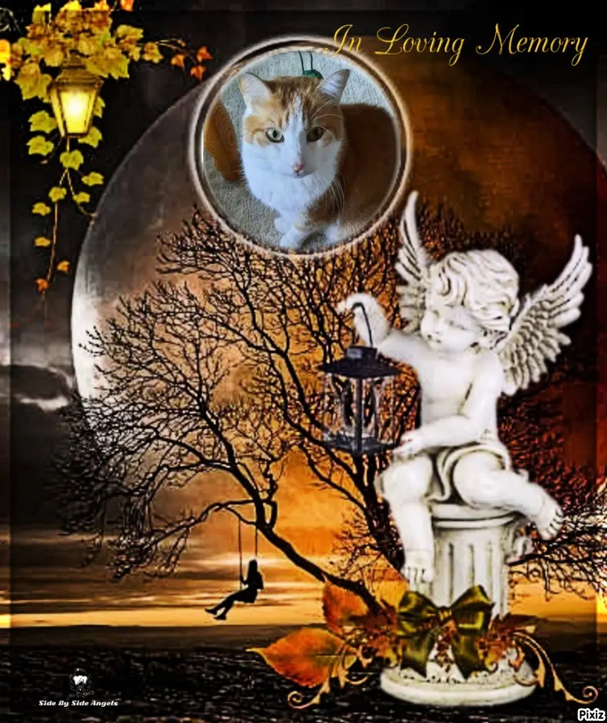 Condolence image of Tanja mit Timmy im Herzen 