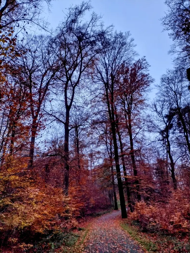 Condolence image of Corinna mit Emma, Vinni-Ved, Jengi, Blacky, Pummelchen und anderen Sternleine im Herzen