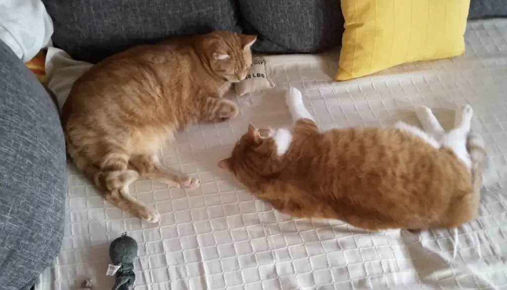 Condolence image of ❤️86 Wo ❤️Deine Mutti und deine Oma ❤️ 