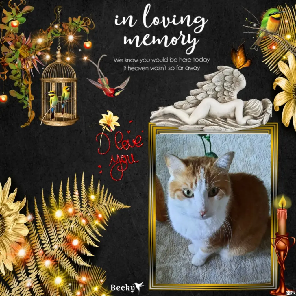 Condolence image of Tanja mit Timmy im Herzen 