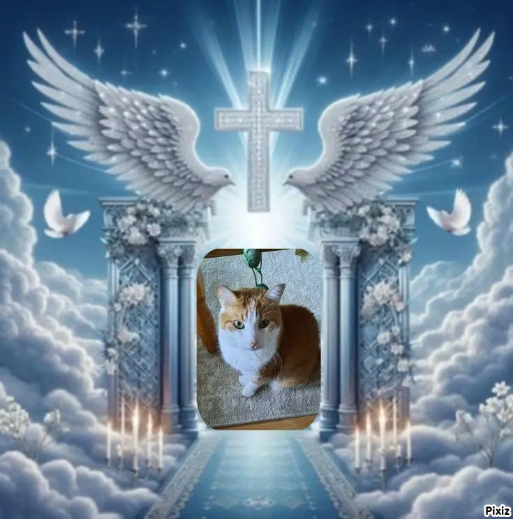 Condolence image of Tanja mit Timmy im Herzen 