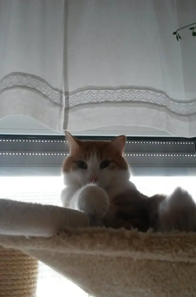 Condolence image of ❤️22 Mo ❤️800 Röschen ❤️fur unser Drummelchen Pauli ❤️