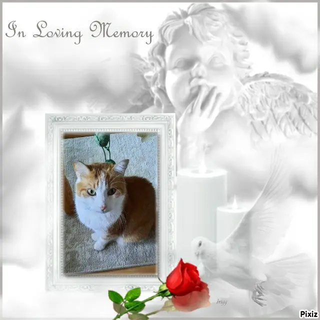 Condolence image of Tanja mit Timmy im Herzen 